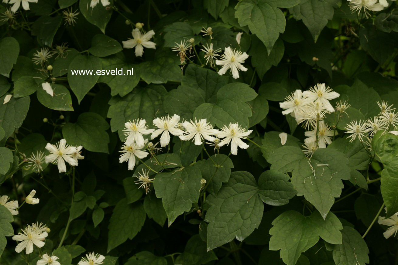 Clematis 'Paul Farges' (SUMMER SNOW)