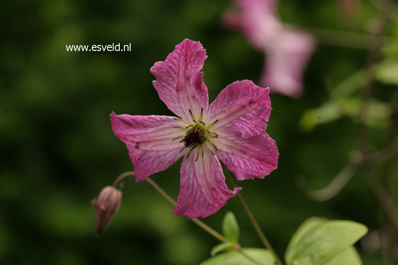 Clematis 'Zolibe' (I AM A LITTLE BEAUTY)