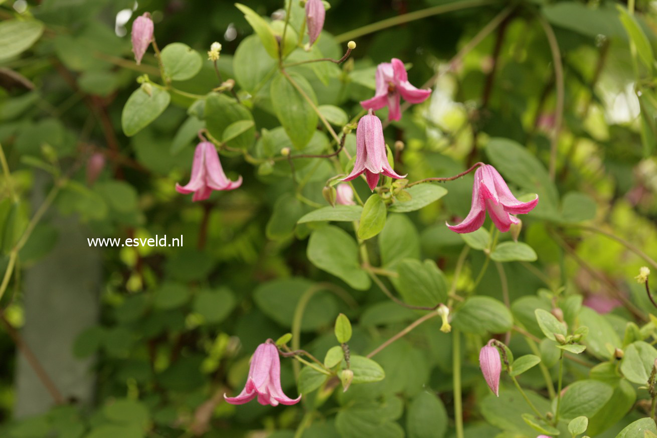 Clematis 'Odoriba'