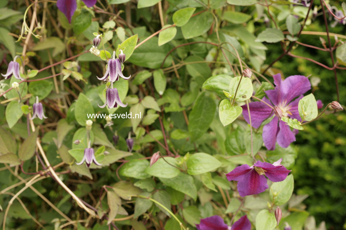 Clematis 'Star of India'