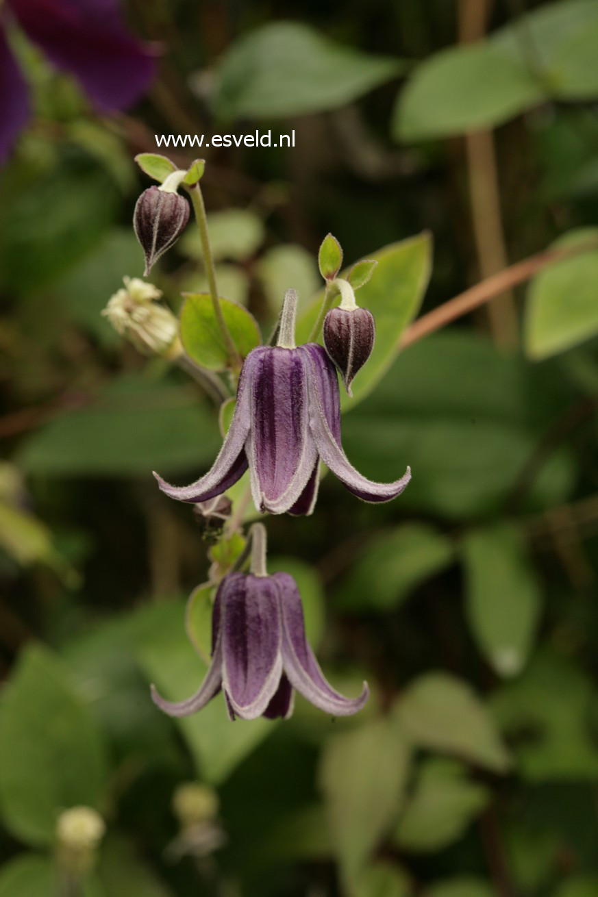 Clematis 'Star of India'