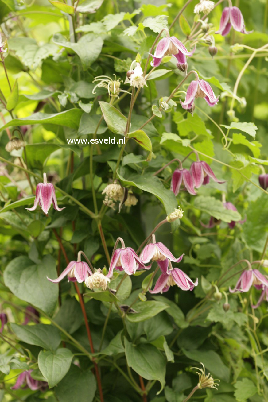 Clematis 'Jan Fopma'