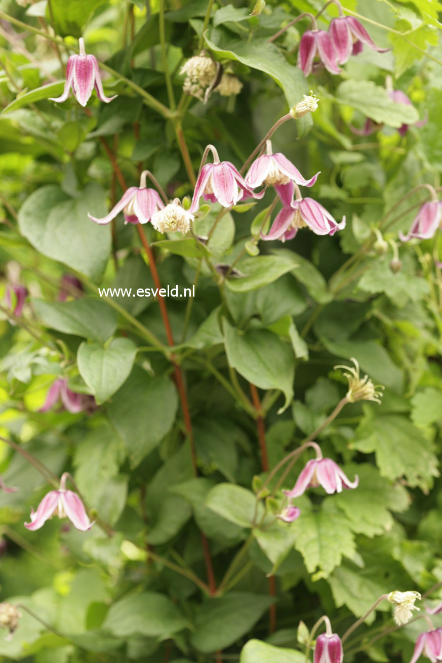 Clematis 'Jan Fopma'