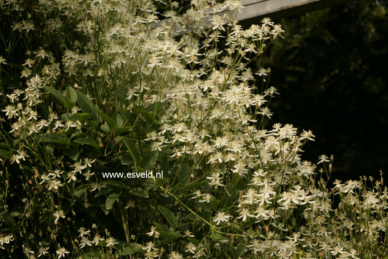 Clematis mandschurica