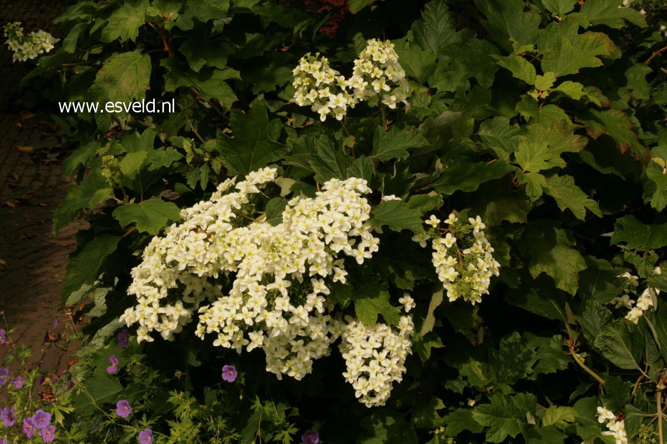 Hydrangea quercifolia 'Brido' (SNOWFLAKE)