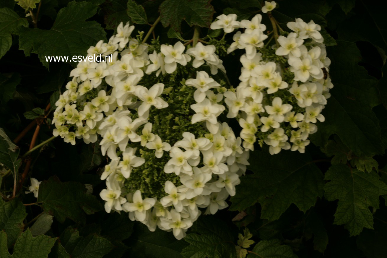 Hydrangea quercifolia 'Brido' (SNOWFLAKE)