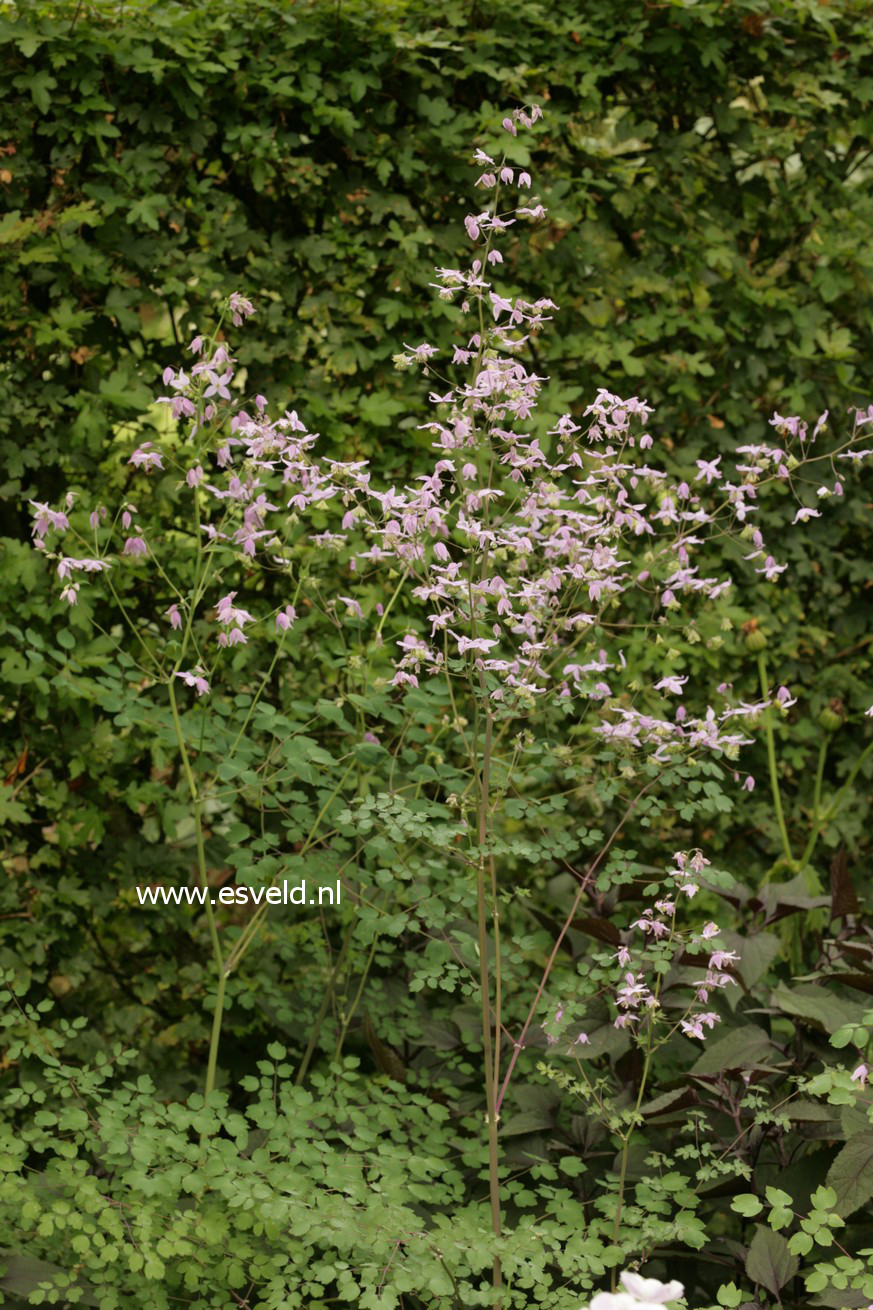 Thalictrum delavayi