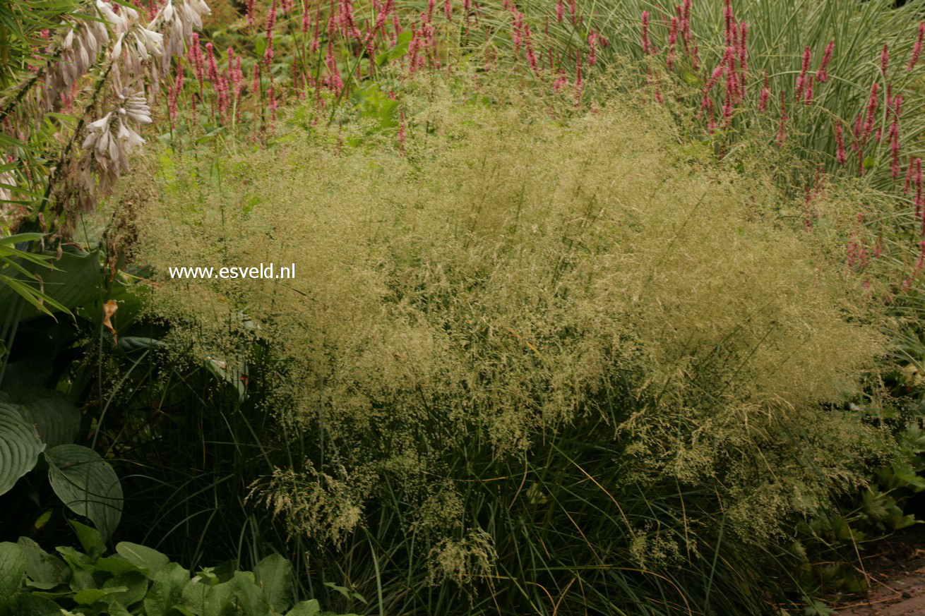 Deschampsia cespitosa 'Goldtau'