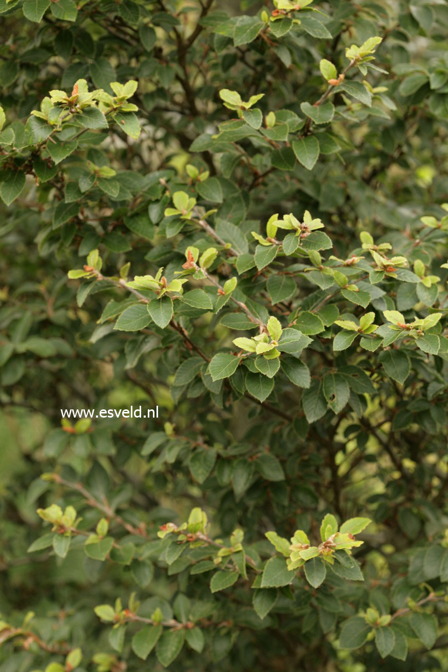 Fagus sylvatica 'Felderbach'