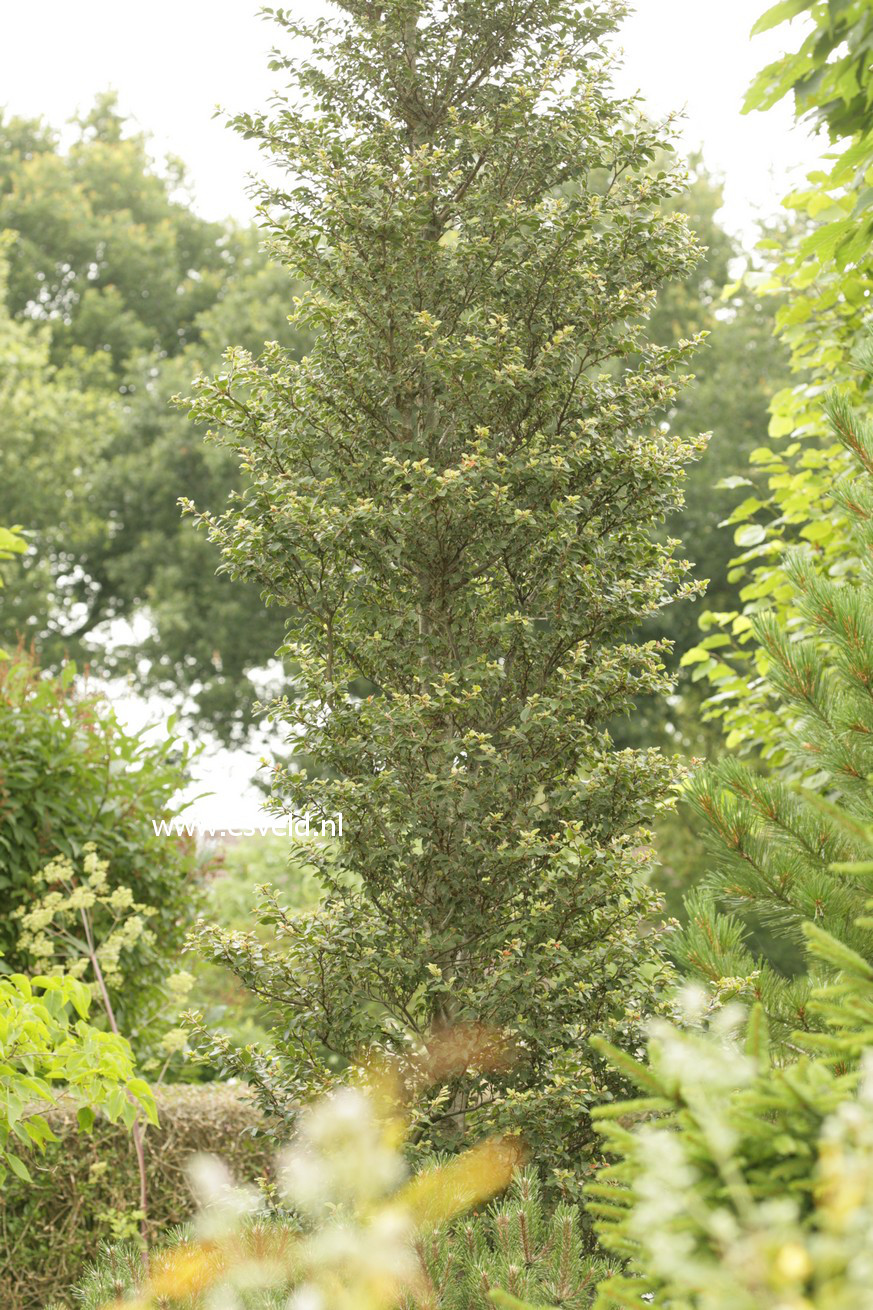 Fagus sylvatica 'Felderbach'