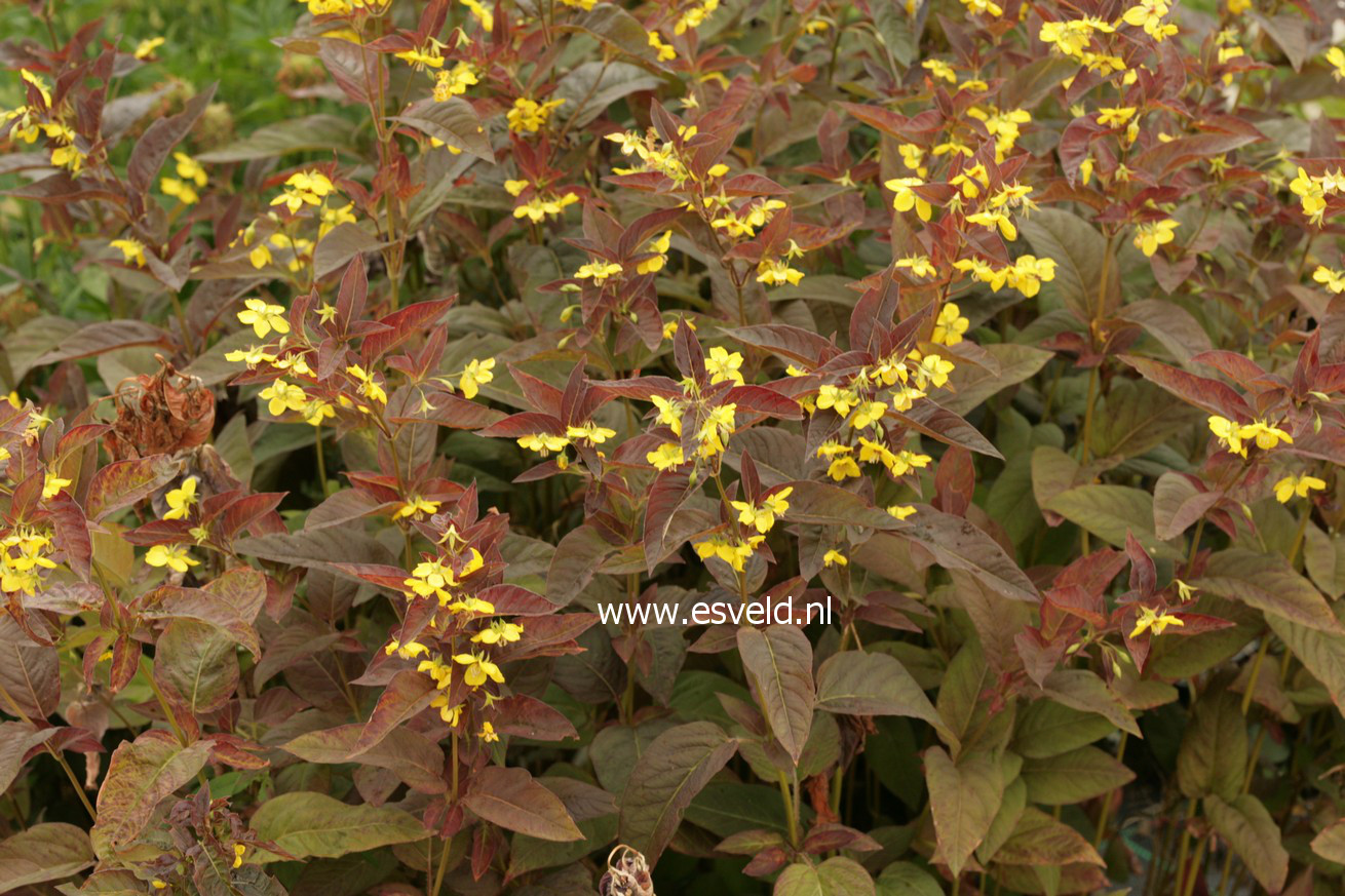 Lysimachia ciliata 'Firecracker'