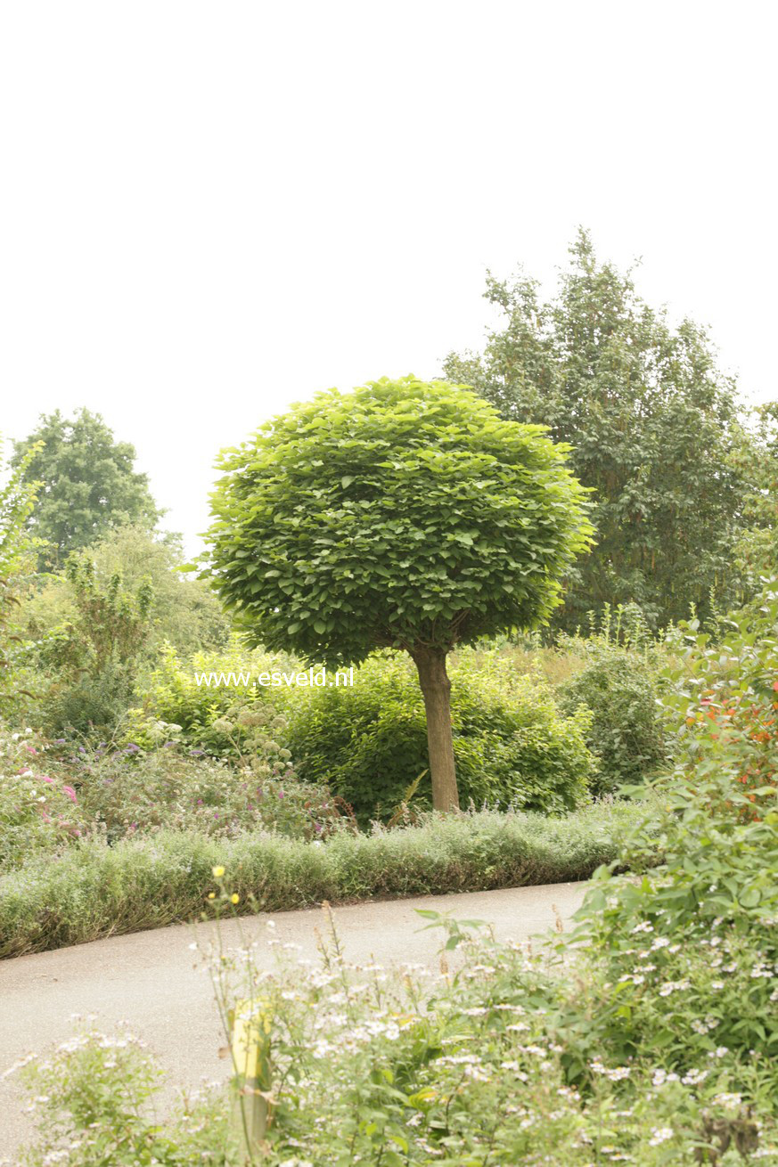 Catalpa bignonioides 'Nana'