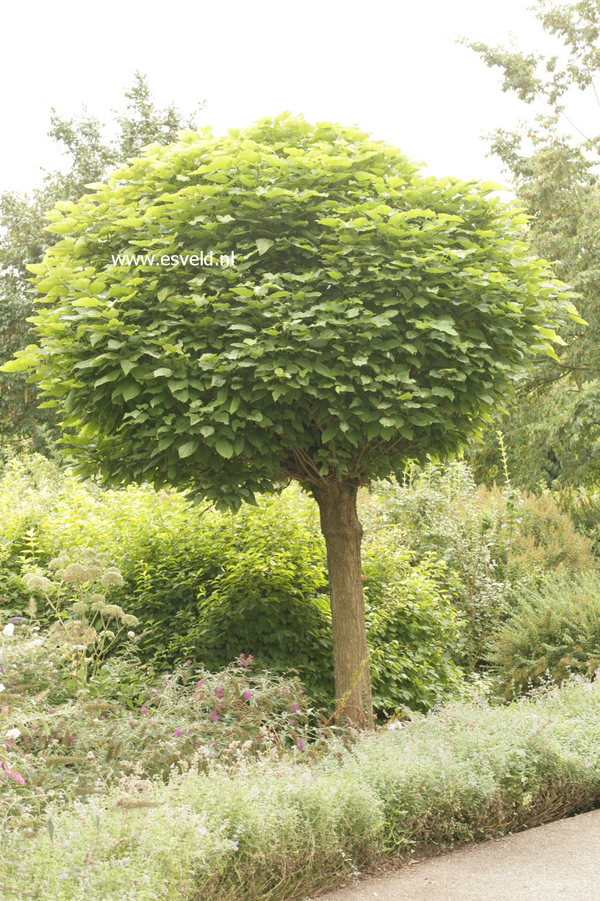 Catalpa bignonioides 'Nana'