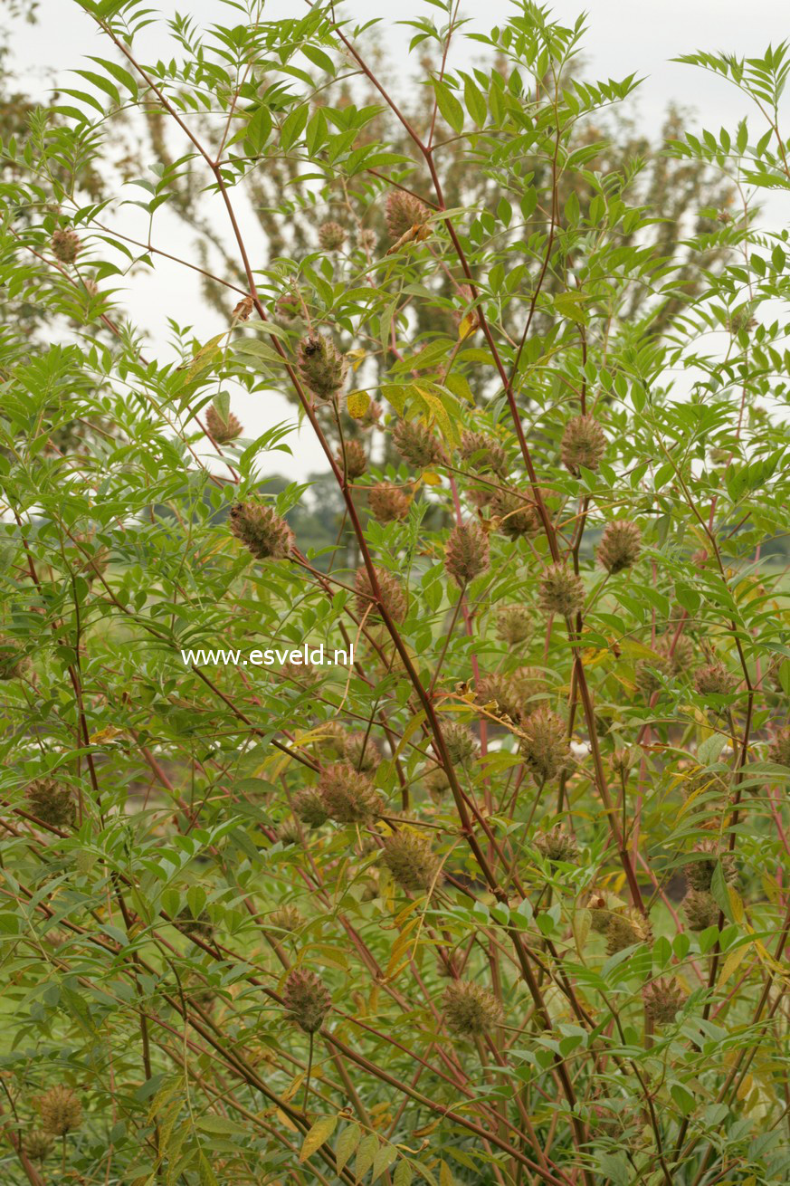 Glycyrrhiza yunnanensis
