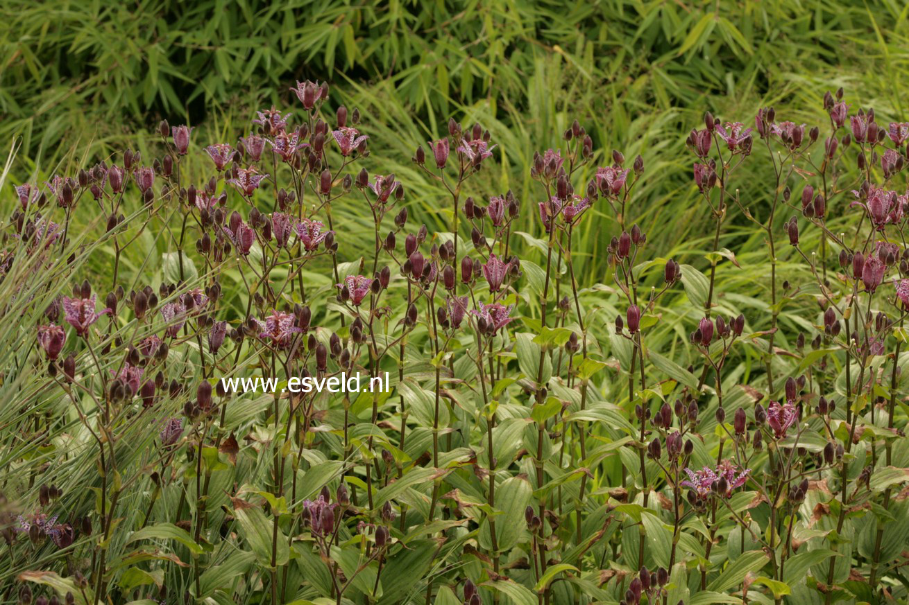 Tricyrtis formosana 'Dark Beauty'