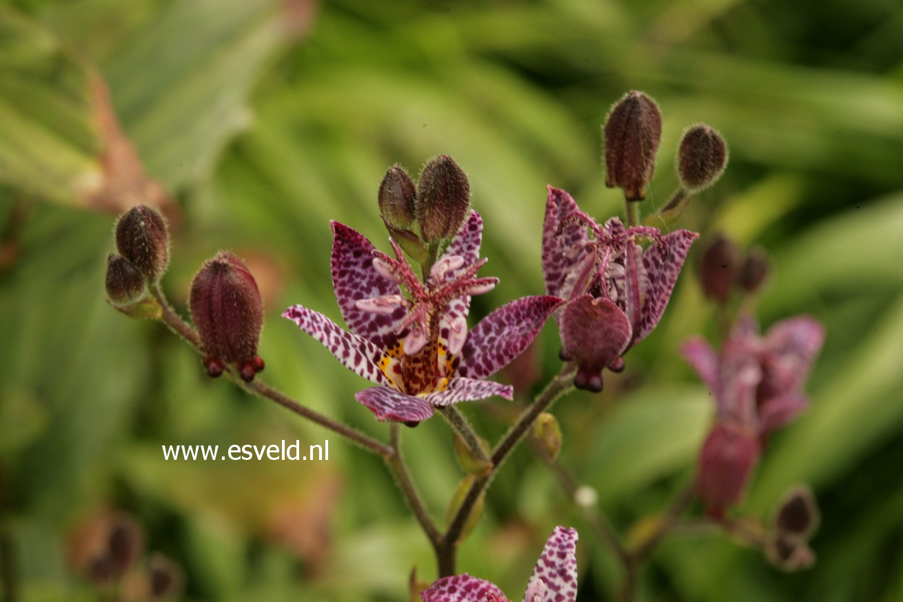 Tricyrtis formosana 'Dark Beauty'