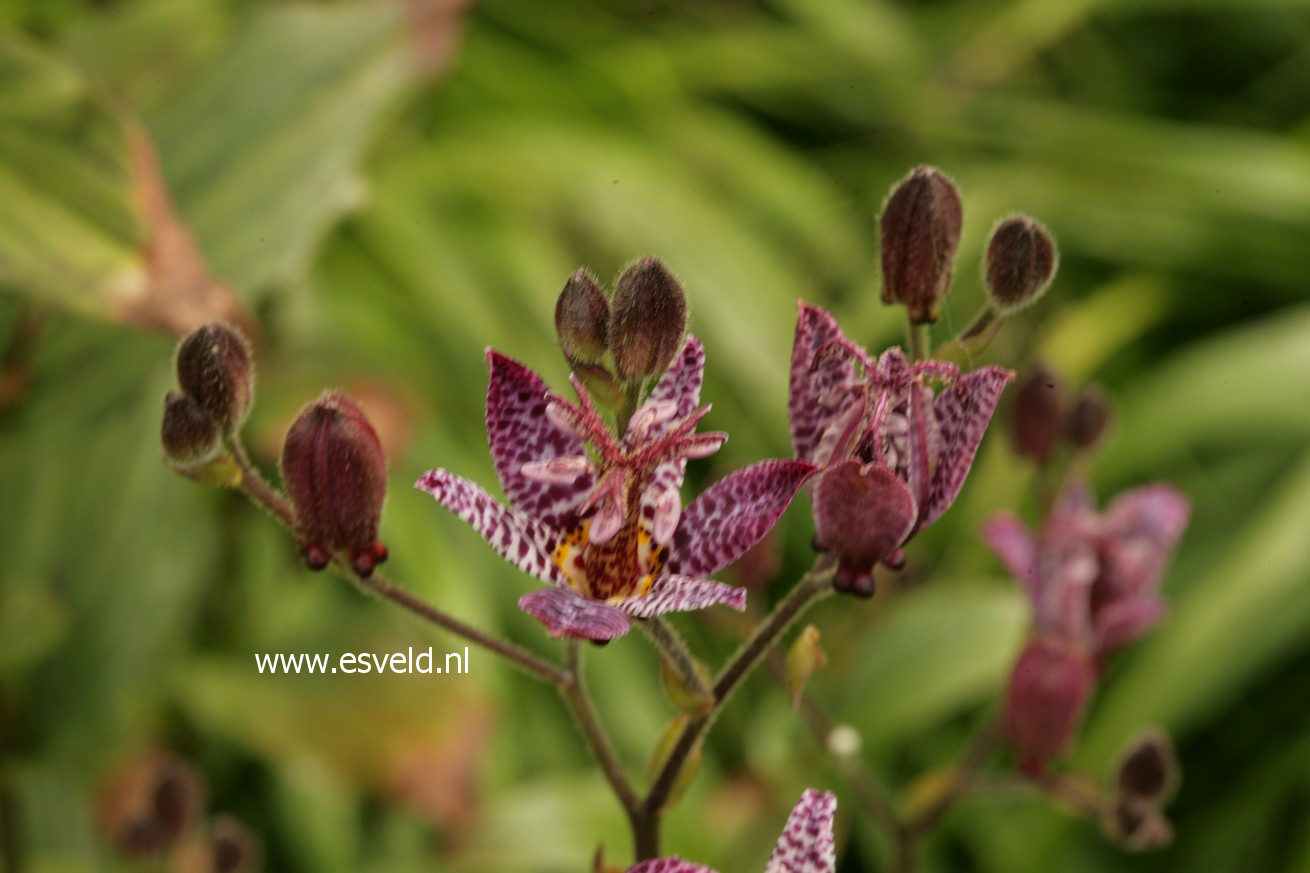 Tricyrtis formosana 'Dark Beauty'