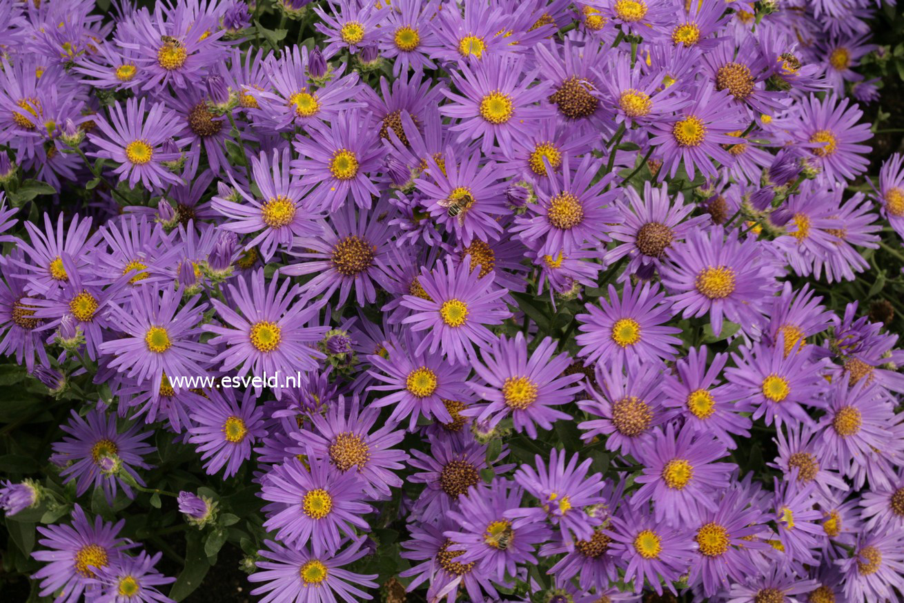 Aster amellus 'Blue King'