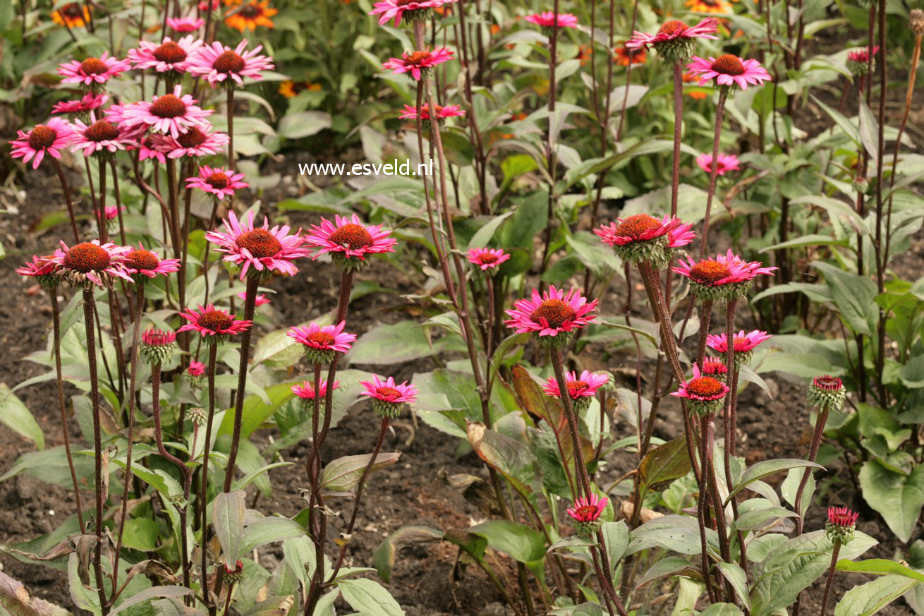 Echinacea purpurea 'Fatal Attraction'