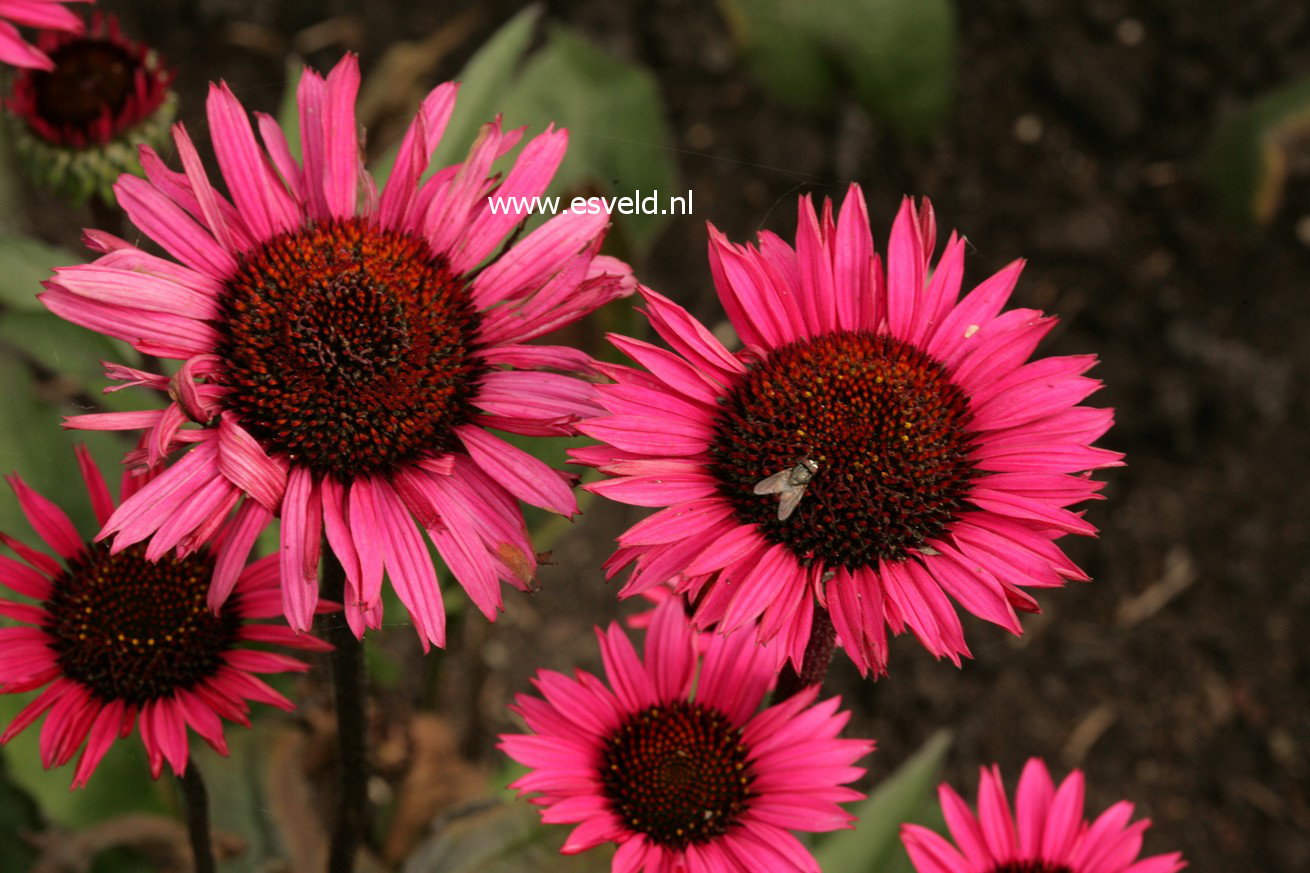 Echinacea purpurea 'Fatal Attraction'