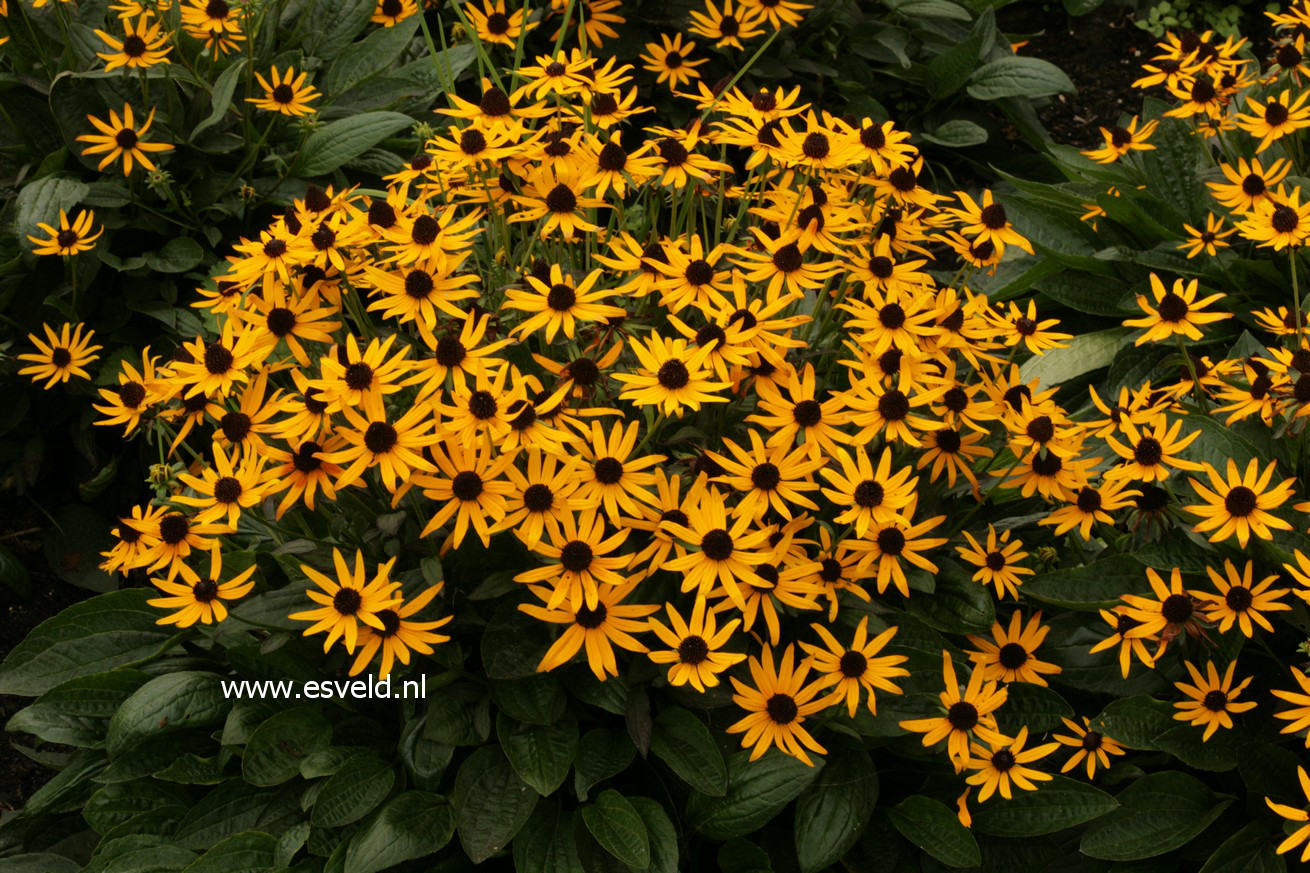 Rudbeckia fulgida 'Little Goldstar'