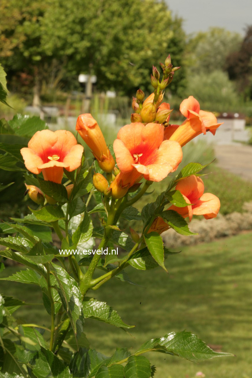 Campsis tagliabuana 'Kudian' (INDIAN SUMMER)