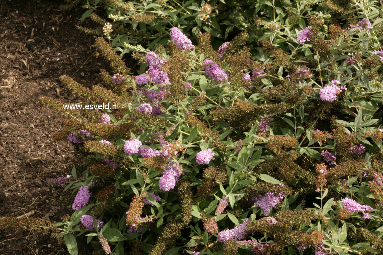 Buddleja davidii 'Lilac Chip'