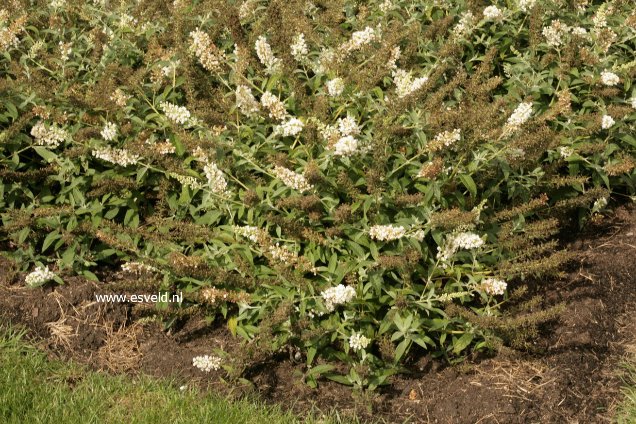 Buddleja davidii 'White Chip'