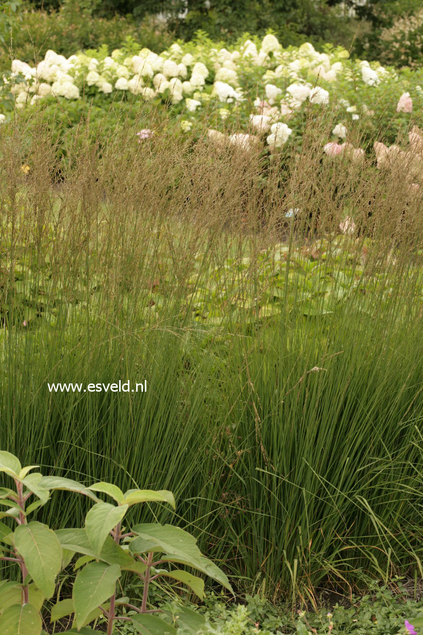 Molinia caerulea 'Heidebraut'