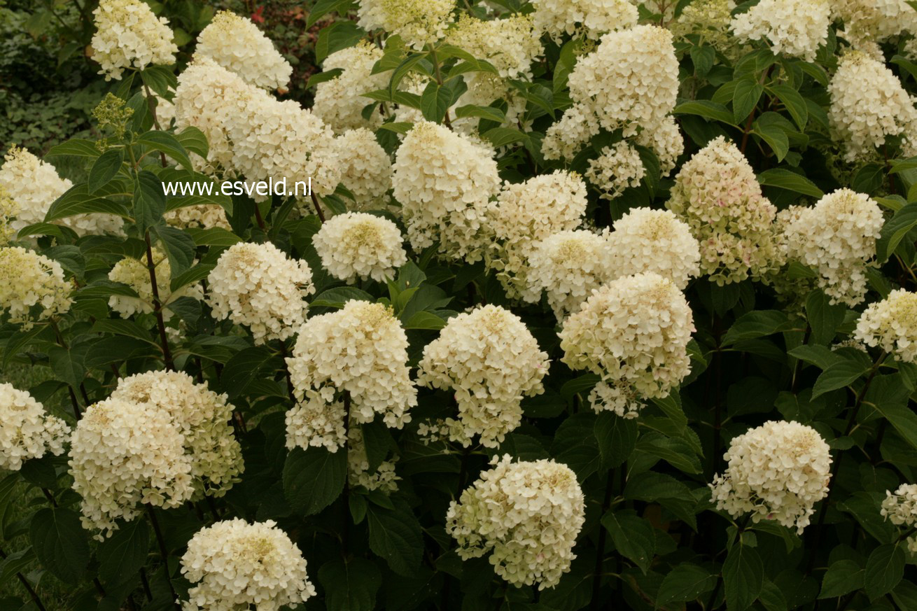 Hydrangea paniculata 'Silver Dollar'