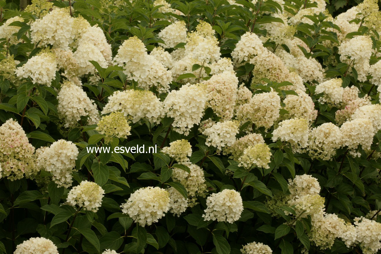 Hydrangea paniculata 'Silver Dollar'