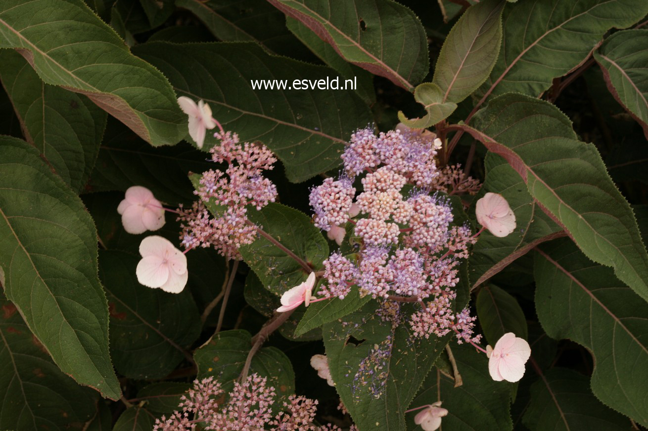 Hydrangea aspera 'Haopr012' (HOT CHOCOLATE)