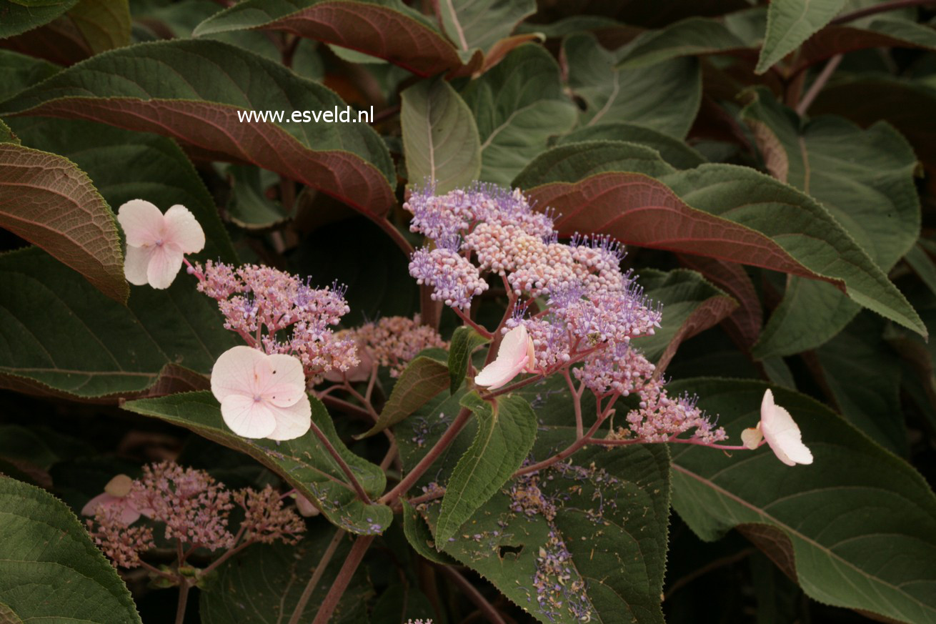 Hydrangea aspera 'Haopr012' (HOT CHOCOLATE)