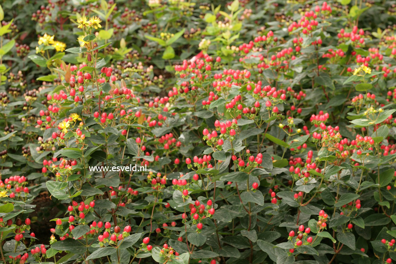 Hypericum inodorum 'Kolmaref' (MAGICAL RED FLAME)