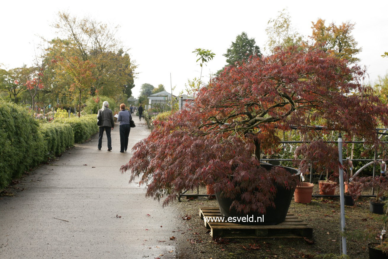 Acer palmatum 'Garnet'