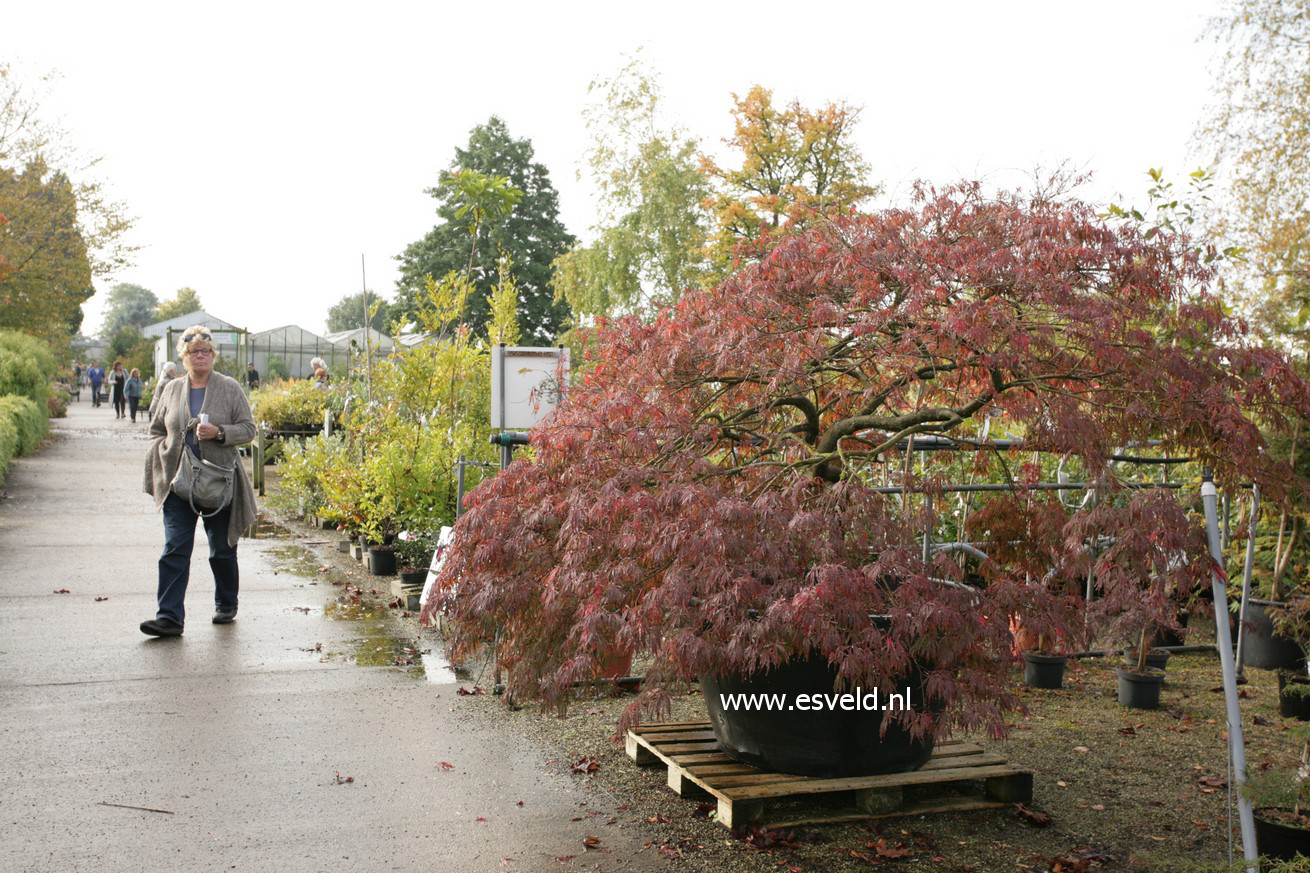 Acer palmatum 'Garnet'