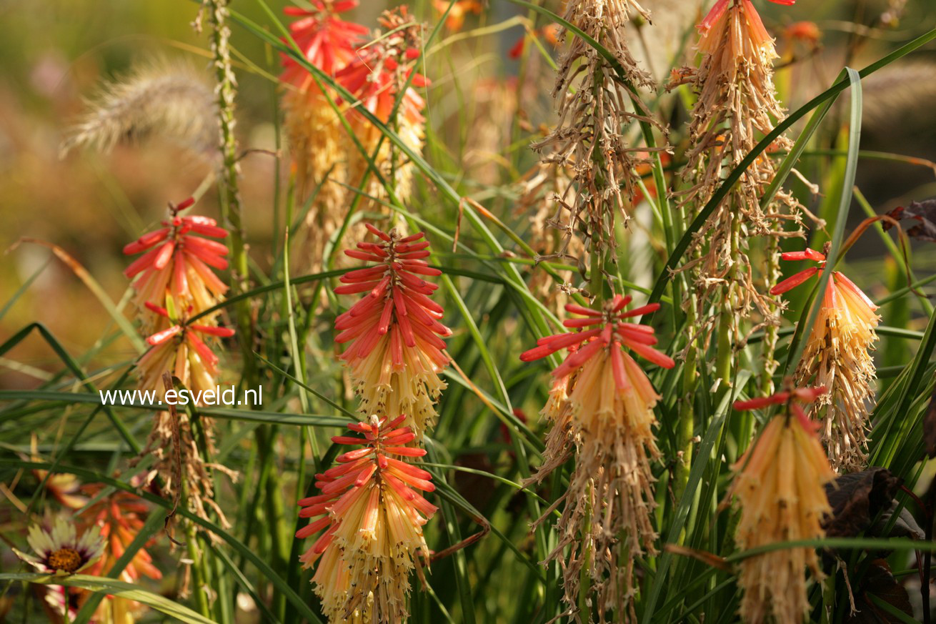 Kniphofia 'Royal Standard'