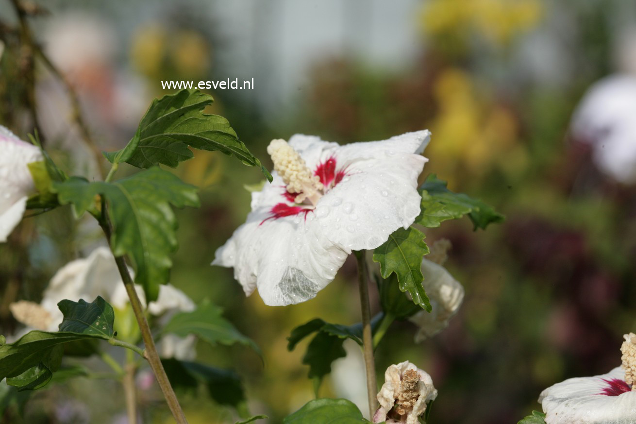 Hibiscus sinosyriacus 'Ruby Glow'