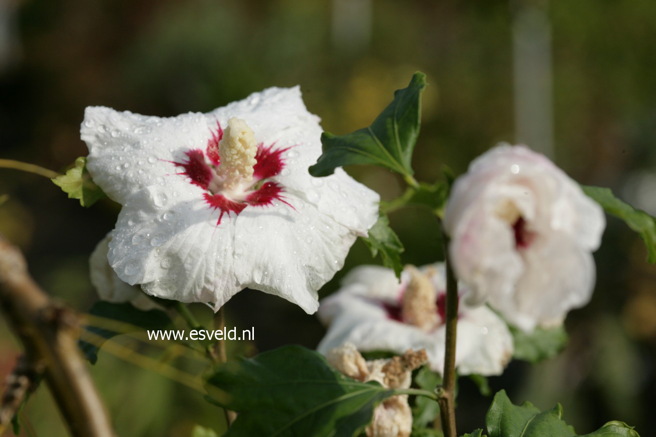 Hibiscus sinosyriacus 'Ruby Glow'
