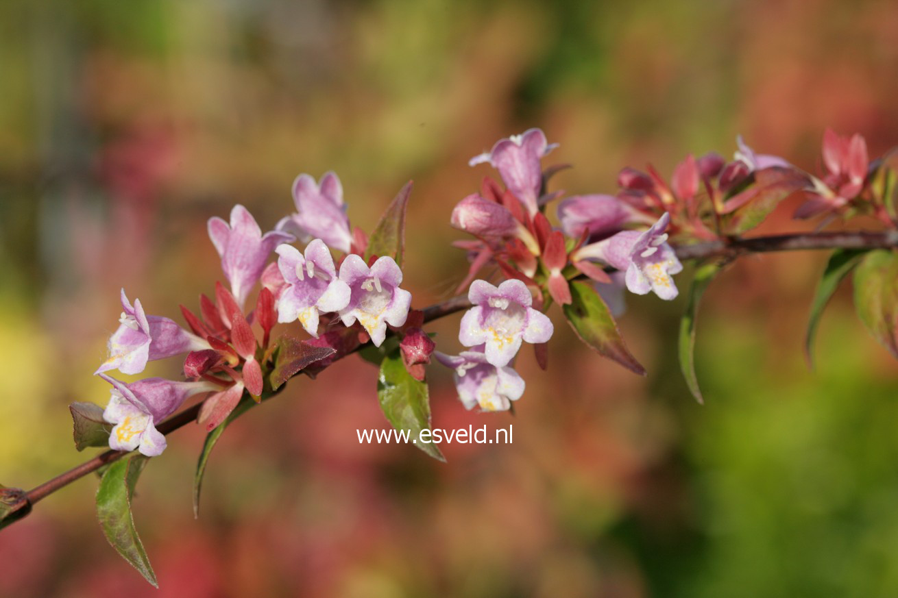 Abelia engleriana