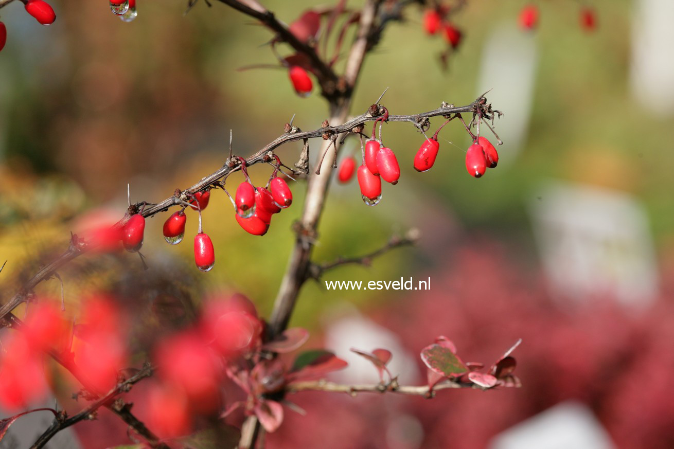 Berberis 'Red Tears'