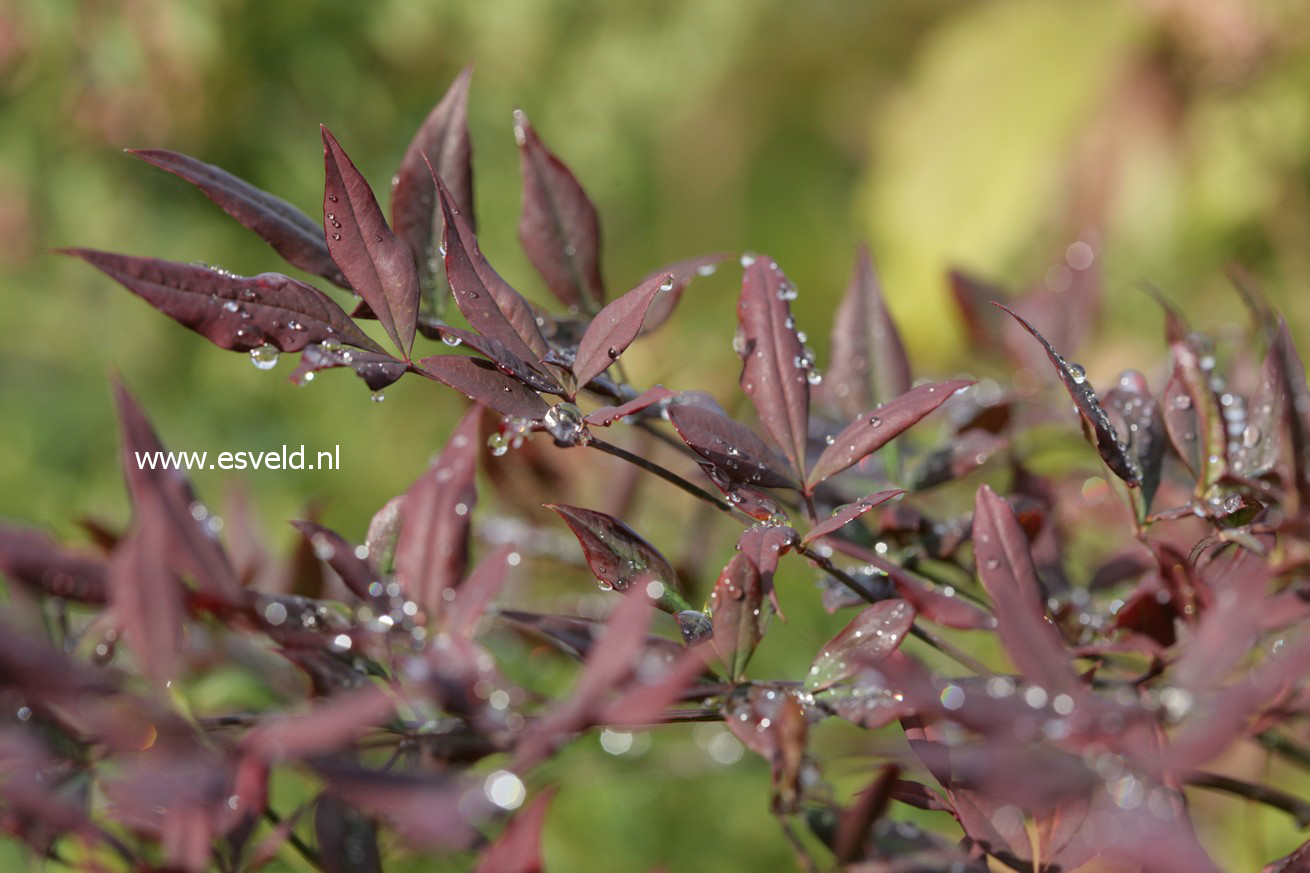 Nandina domestica 'Monum' (PLUM PASSION)