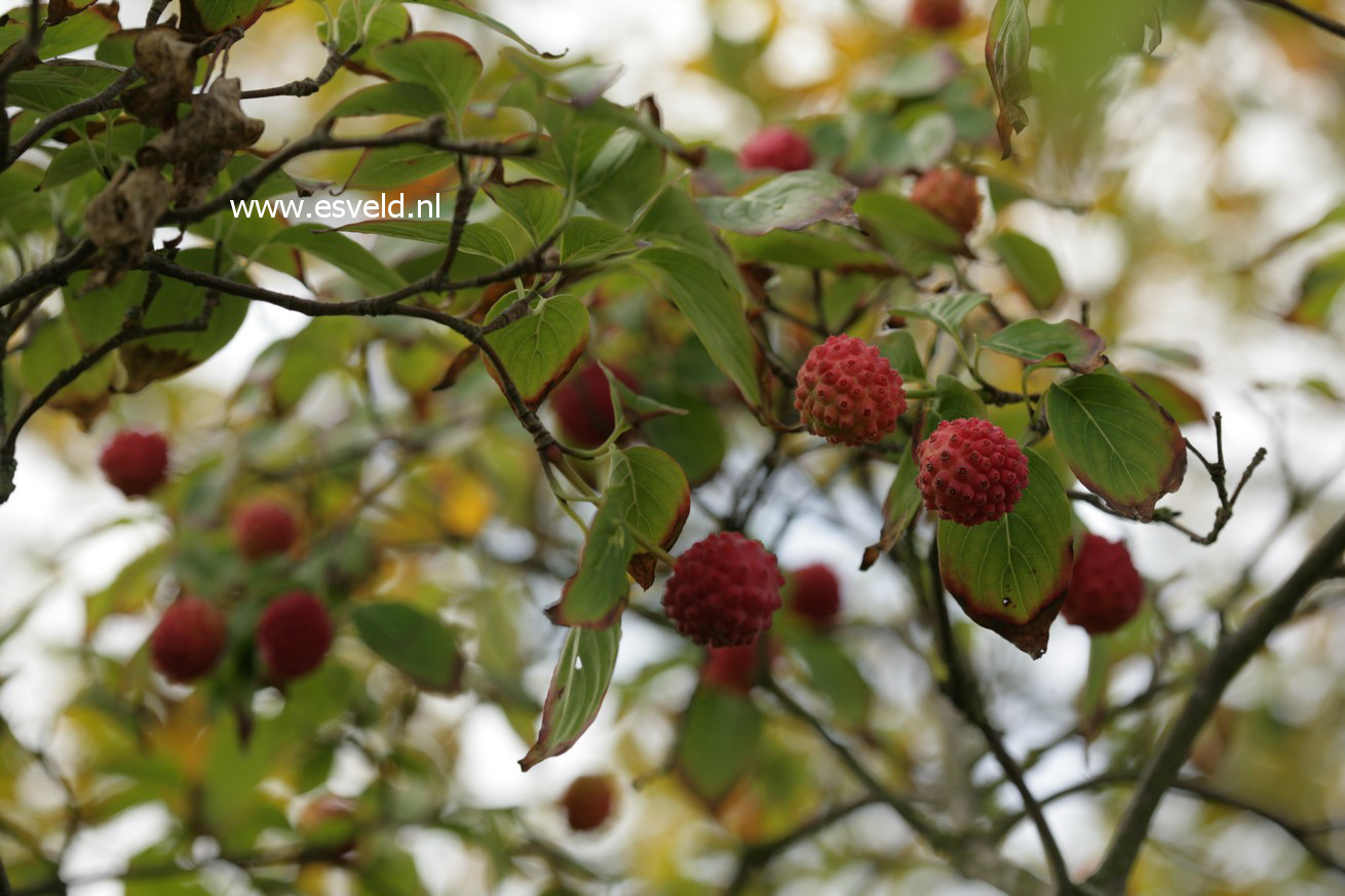 Cornus kousa var. chinensis