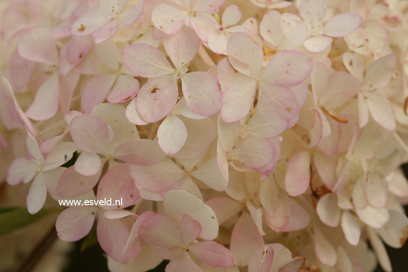 Hydrangea paniculata 'Phantom'