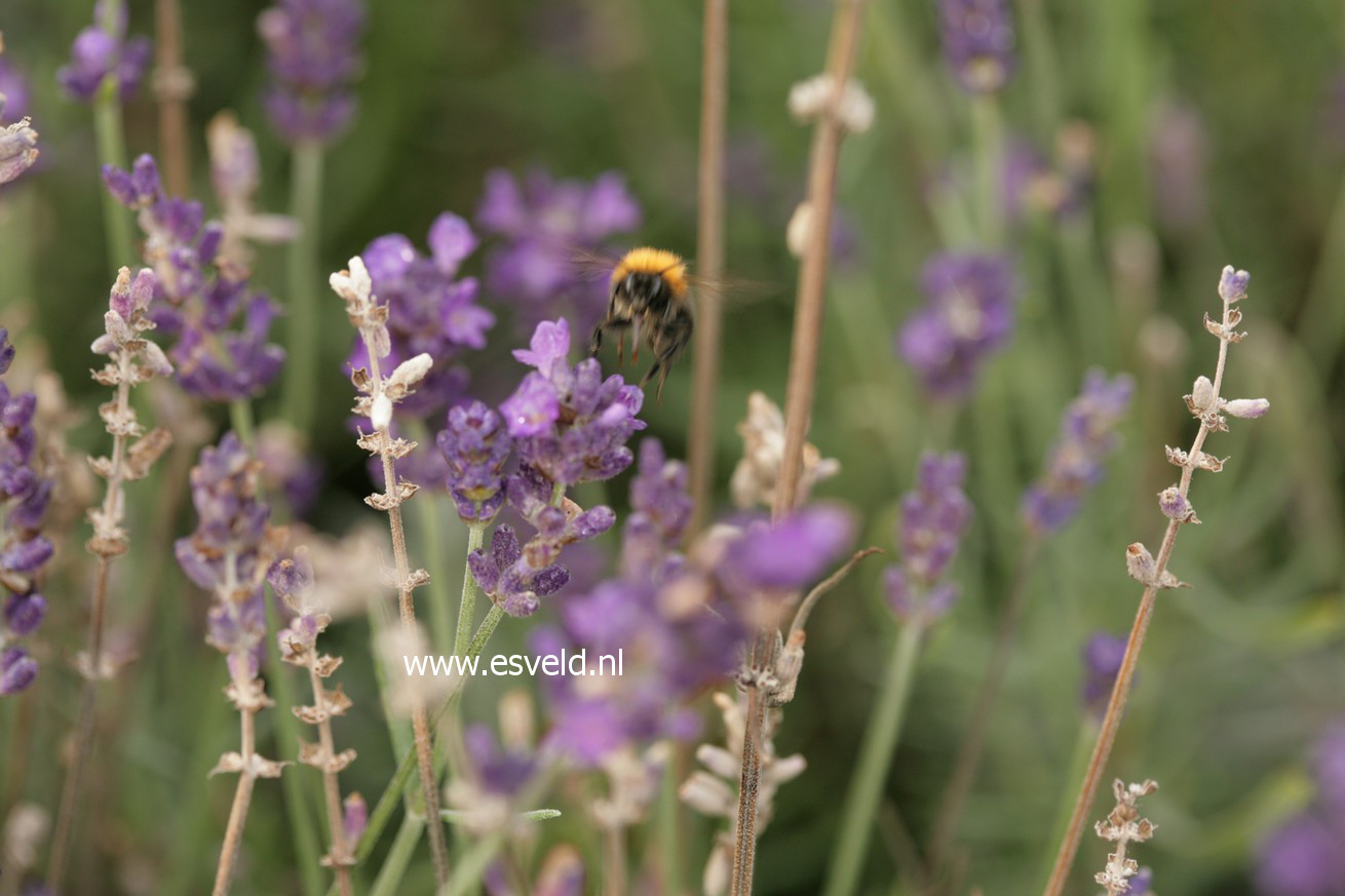 Lavandula angustifolia