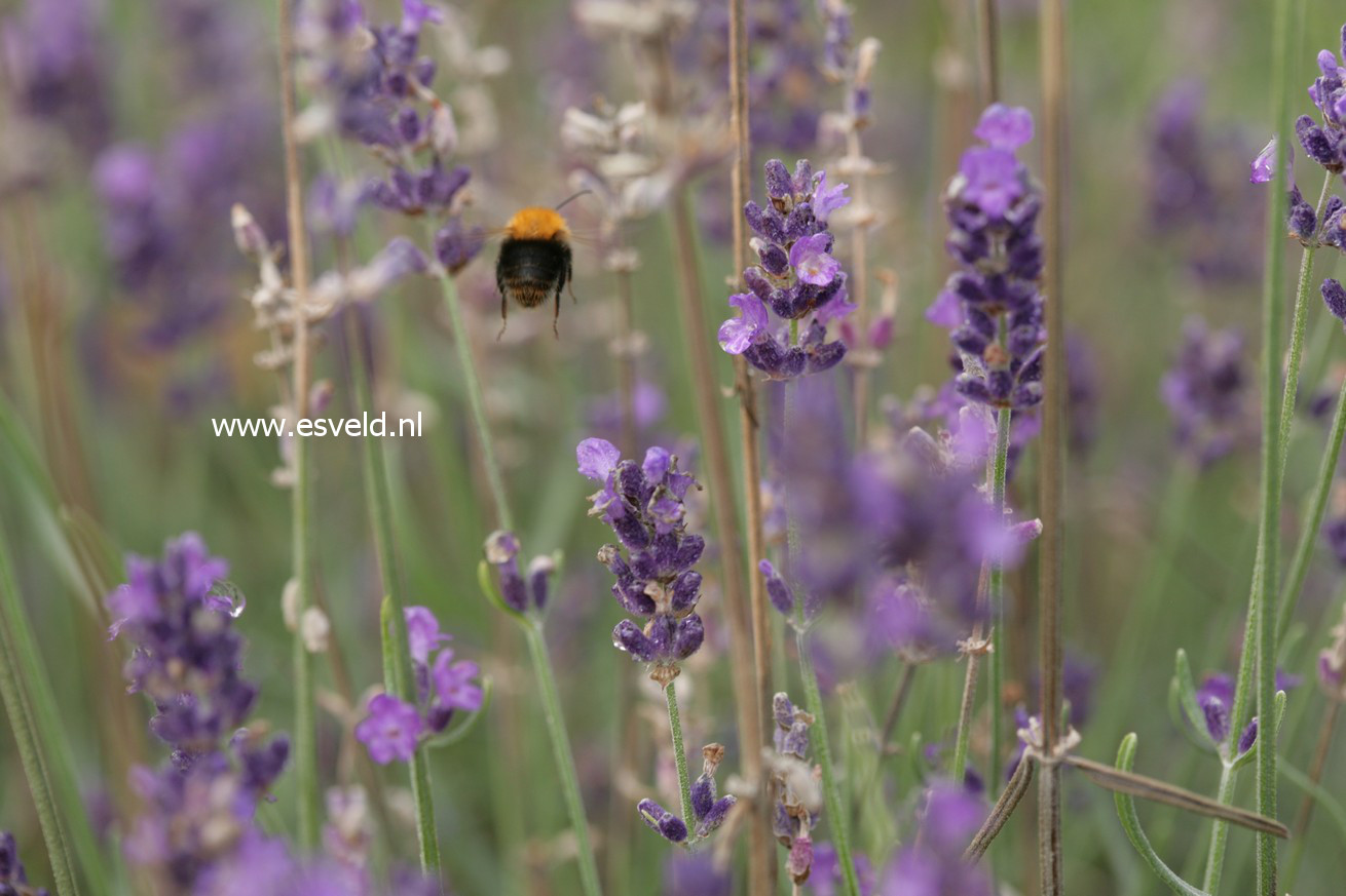 Lavandula angustifolia