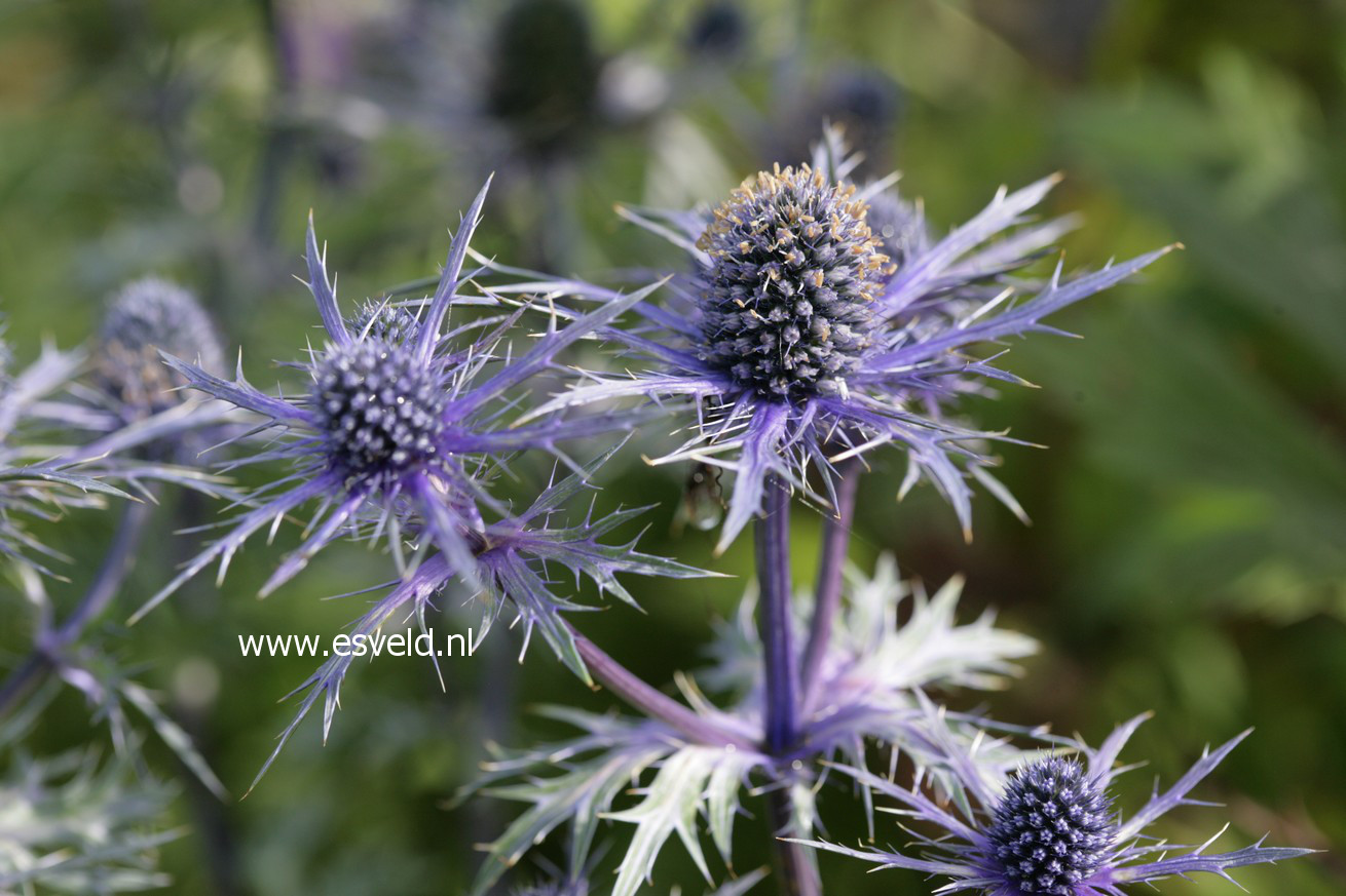 Eryngium bourgatii