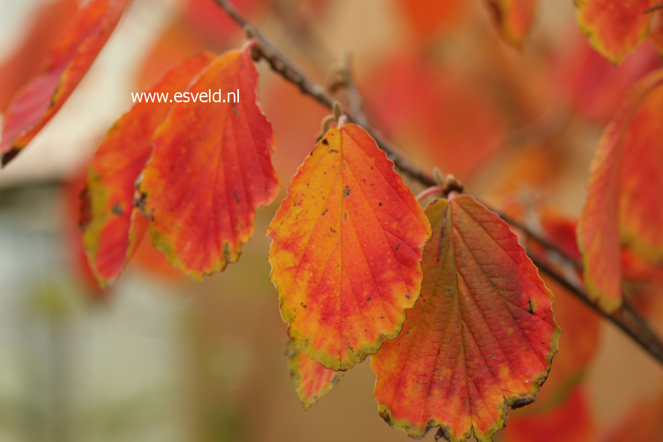 Hamamelis vernalis