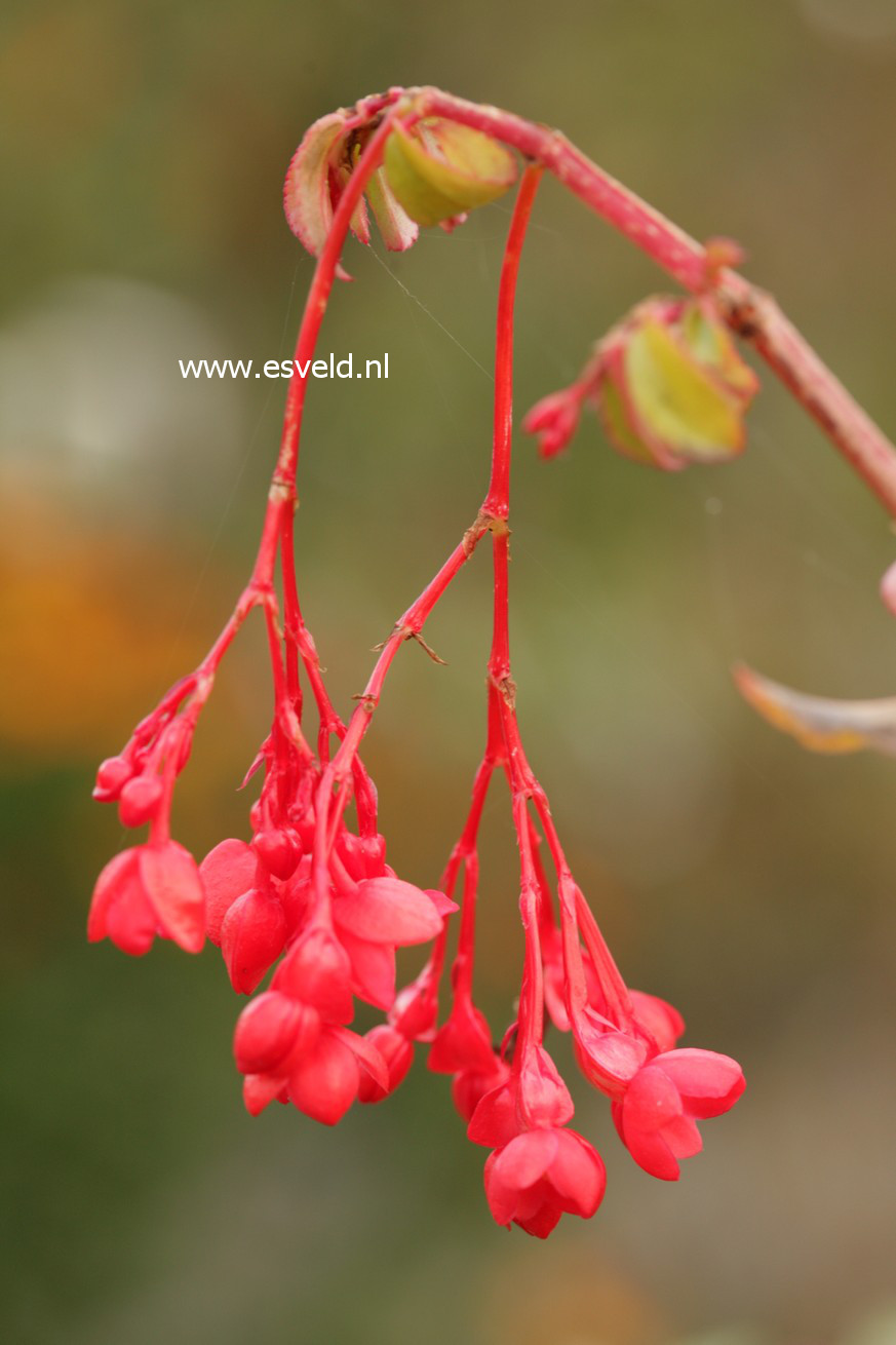Begonia fuchsioides