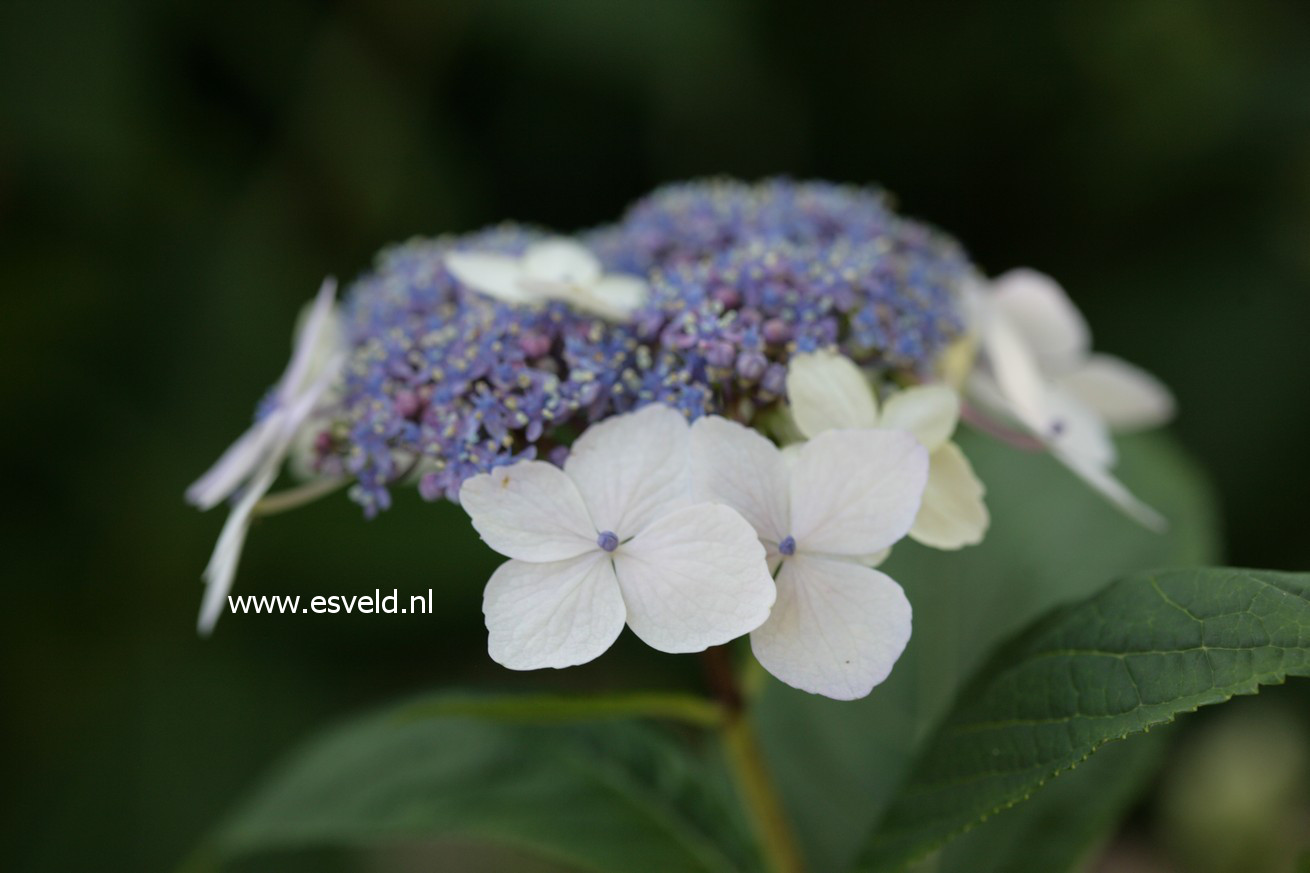 Hydrangea macrophylla 'Nadeshiko'